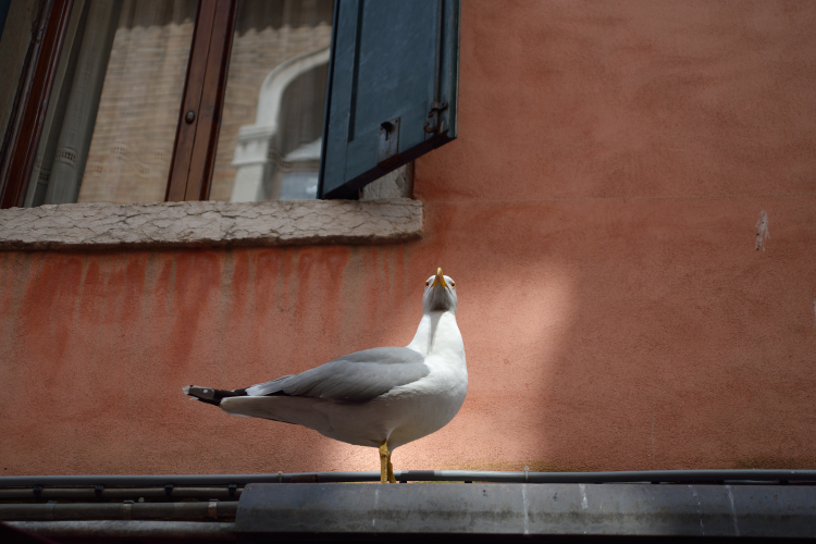 Gabbiano Veneziano - Venice, Italy - April 18, 2014