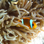 Clownfish - Marsa Alam, Egypt - August 8, 2011