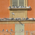 240 Pigeons in Prampolini Square - Reggio Emilia, Italy - December 19, 2009