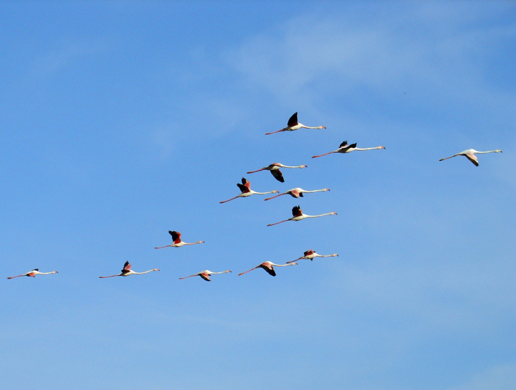 Flying Flamingos - Camargue, France - April 9, 2007