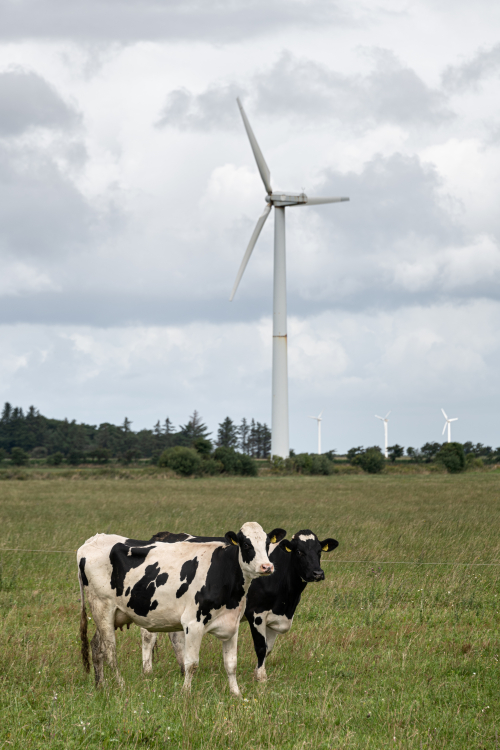 Two Cows - Skærbæk, Denmark - August 19, 2021