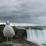 Horseshoe Falls - Niagara Falls, Ontario, Canada - October 15, 2023