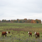 Cows - Adjala-Tosorontio, Ontario, Canada - October 19, 2023
