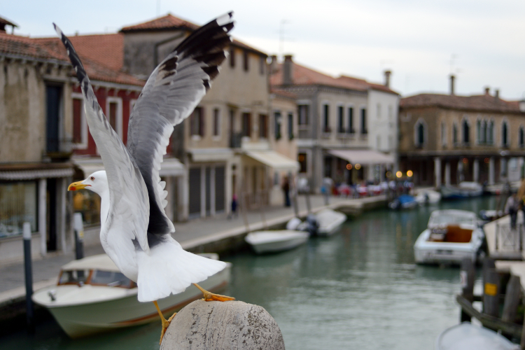 Seagull - Murano, Venice, Italy - April 18, 2014
