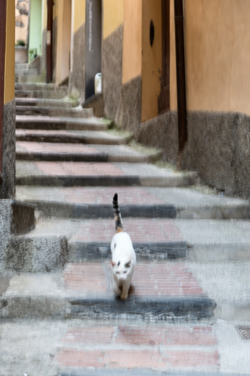 Cat - Vernazza, La Spezia, Italy - August 29, 2015