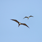 Frigatebird - Playa del Carmen, Quintana Roo, Mexico - August 20, 2014