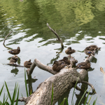 Ducks - Grenadier Pond, High Park, Toronto, Ontario, Canada - August 10, 2015