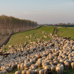 Flock of Sheep - Via Argine Crostolo Sinistro, Gualtieri, Reggio Emilia, Italy - March 16, 2019