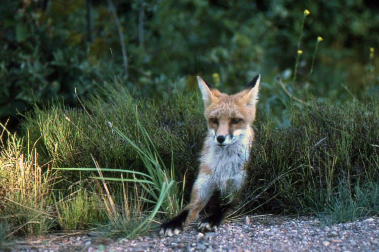 Fox - Sibley Provincial Park, Ontario, Canada - August 1987