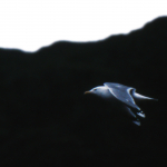 Seagull - Lofoten Islands, Norway - August 1989