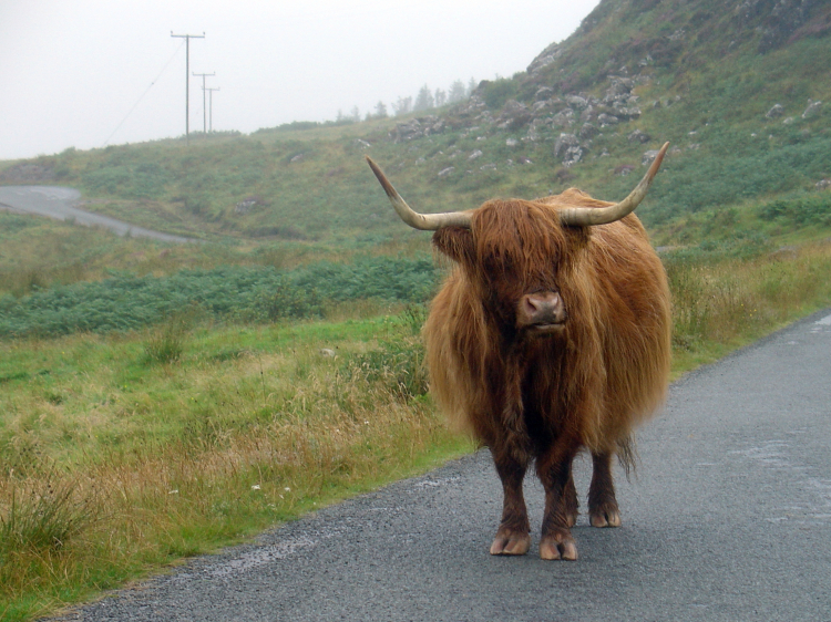 Highland Cow - Scotland, UK - August 2006