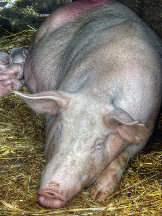  Lactating Sow - Ireland - August 15, 2008