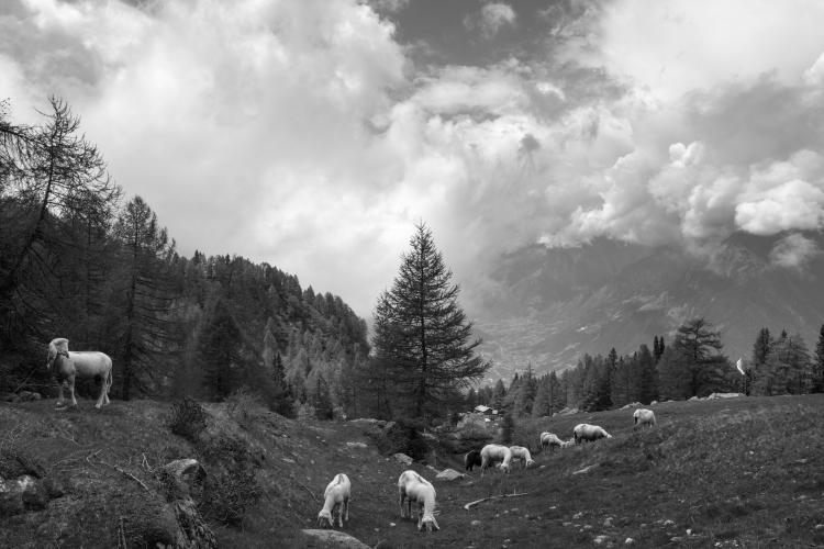 Sheep - Schenna, Bozen, Italy - June 3, 2023