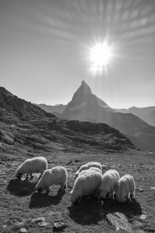 Valais Blacknose Sheep - Zermatt, Switzerland - August 13, 2022