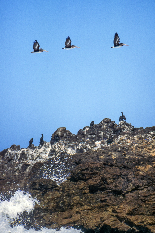 Pelicans - California, USA - August 1995
