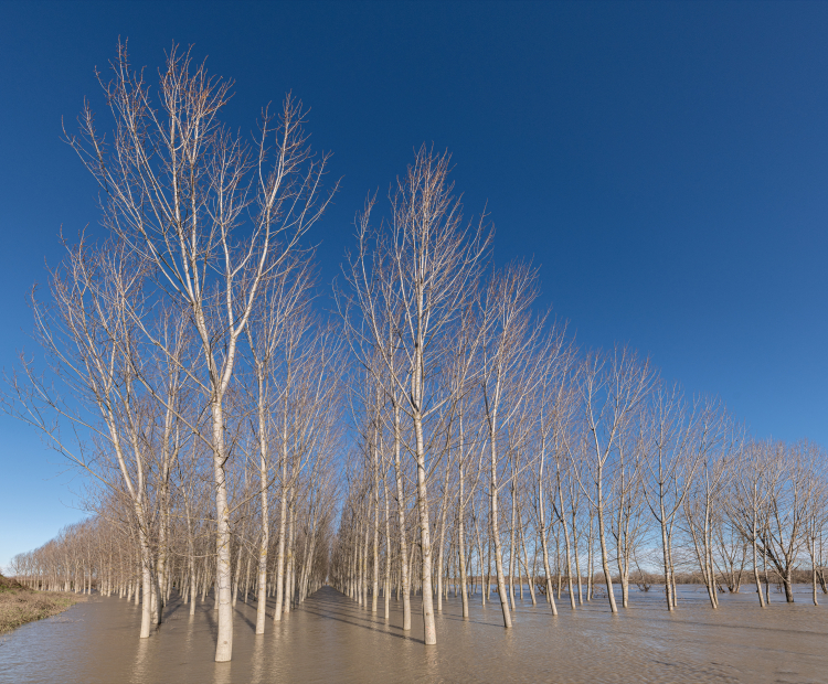 Po River Flood - Dosolo, Mantova, Italy - December 23, 2019