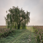 Weeping Willow - Sant'Agata Bolognese, Bologna, Italy - August 28, 2020