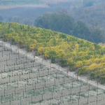 Vineyard - Grinzane Cavour, Cuneo, Italy - November 1, 2021