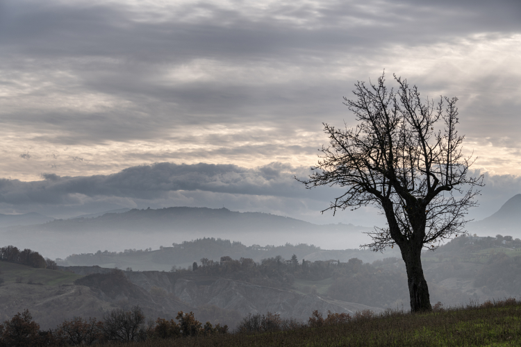 Lonely Tree - Visignolo, Baiso, Reggio Emilia, Italy - November 21, 2021