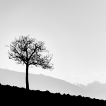 Lonely Tree - Casola-Querciola, Viano, Reggio Emilia, Italy - January 23, 2022