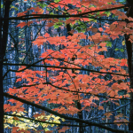 Fall - Ontario, Canada - About 1985