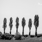 Six Trees - Crevalcore, Bologna, Italy - May13, 2013
