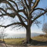 La Grande Quercia (The Big Oak) - Scandiano, Reggio Emilia, Italy - February 1, 2015