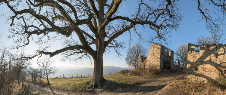 La Grande Quercia (The Big Oak) - Scandiano, Reggio Emilia, Italy - February 1, 2015