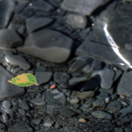 Leaf Floating on Water - Ontario, Canada - 1987