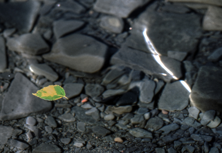 Leaf Floating on Water - Ontario, Canada - 1987