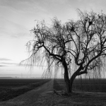 Weeping Willow - Sant'Agata Bolognese, Bologna, Italy - January 10, 2022