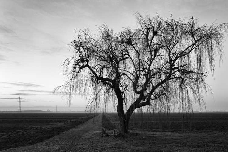 Weeping Willow - Sant'Agata Bolognese, Bologna, Italy - January 10, 2022