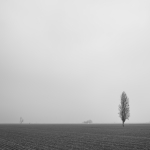 Trees in Fog - Crevalcore, Bologna, Italy - January 20, 2022