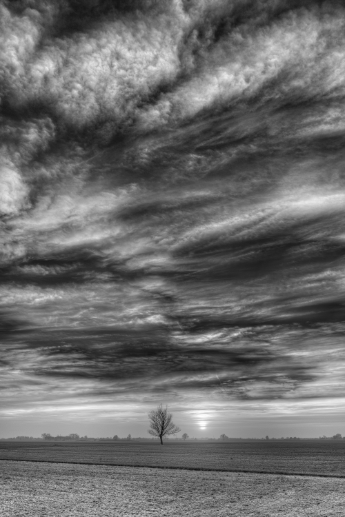Lonely Tree at Sunset II - Castelnovo di Sotto, Reggio Emilia, Italy - February 20, 2022