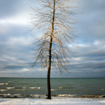 Tree - Lake Simcoe, Ontario, Canada - Winter 1987