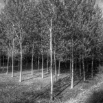 Poplars - Near Lido Po, Guastalla, Reggio Emilia, Italy - March 31, 2012