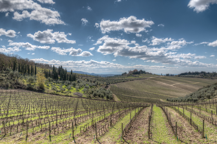 Vineyards - Gaiole in Chianti, Siena, Italy - April 6, 2015