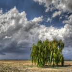 Weeping Willow - Sant'Agata Bolognese, Bologna, Italy - August 31, 2012