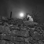 Cat with Moon -  Slivia, Trieste, Italy - April 14, 2022