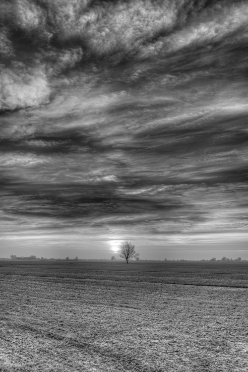 Lonely Tree at Sunset - Castelnovo di Sotto, Reggio Emilia, Italy - February 20, 2022