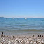 Ducks - Lake Garda, San Felice del Benaco, Brescia, Italy - June 30, 2013