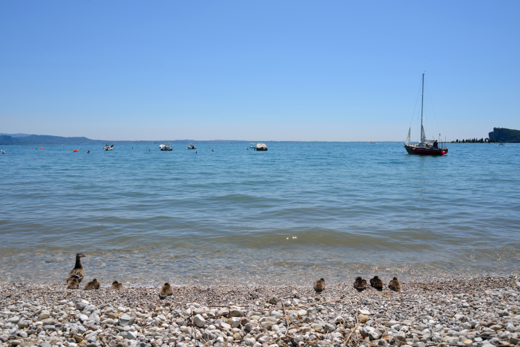 Ducks - Lake Garda, San Felice del Benaco, Brescia, Italy - June 30, 2013
