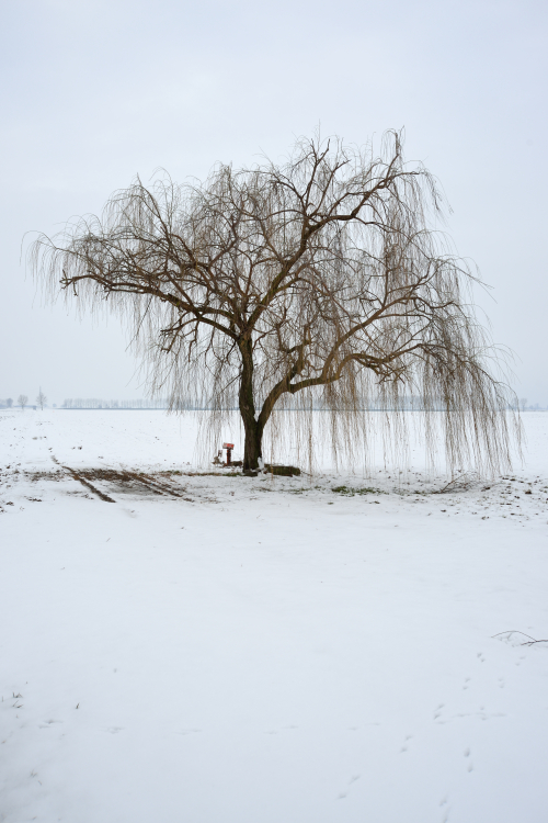 Weeping Willow - Sant'Agata Bolognese, Bologna, Italy - February 12, 2013