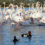 Ducks and Pink Flamingos - Camargue, France - April 2007