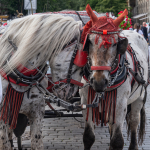 Horse Carriage - Staroměstské náměstí, Prague, Czech Republic - May 18, 2019