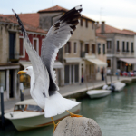 Seagull - Murano, Venice, Italy - April 18, 2014