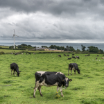 Cows - Carrickfergus, Northern Ireland, UK - August 14, 2017