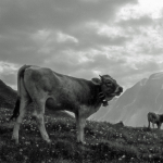Cows - Alps, Italy - About 1994