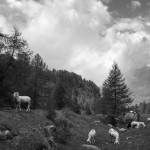 Sheep - Schenna, Bozen, Italy - June 3, 2023