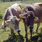 Cows - Alps, Italy - About 1994